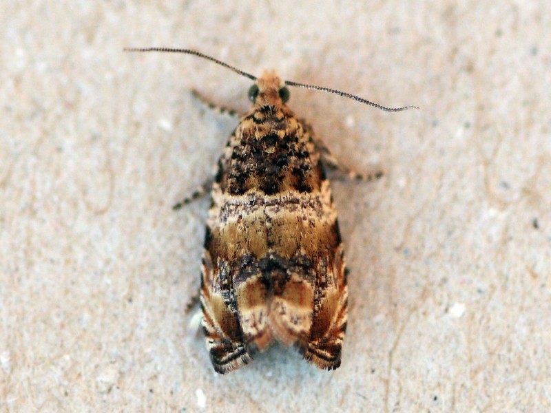 Celypha cespitana, Tortricidae